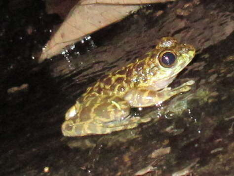 Image of Amolops marmoratus (Blyth 1855)