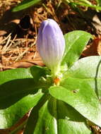 صورة Gentiana clausa Raf.