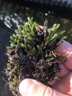 Image of largeleaf fissidens moss