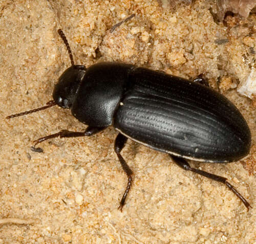 Image of Darkling beetle