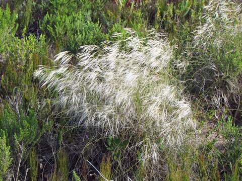 Image of Stipagrostis zeyheri (Nees) De Winter