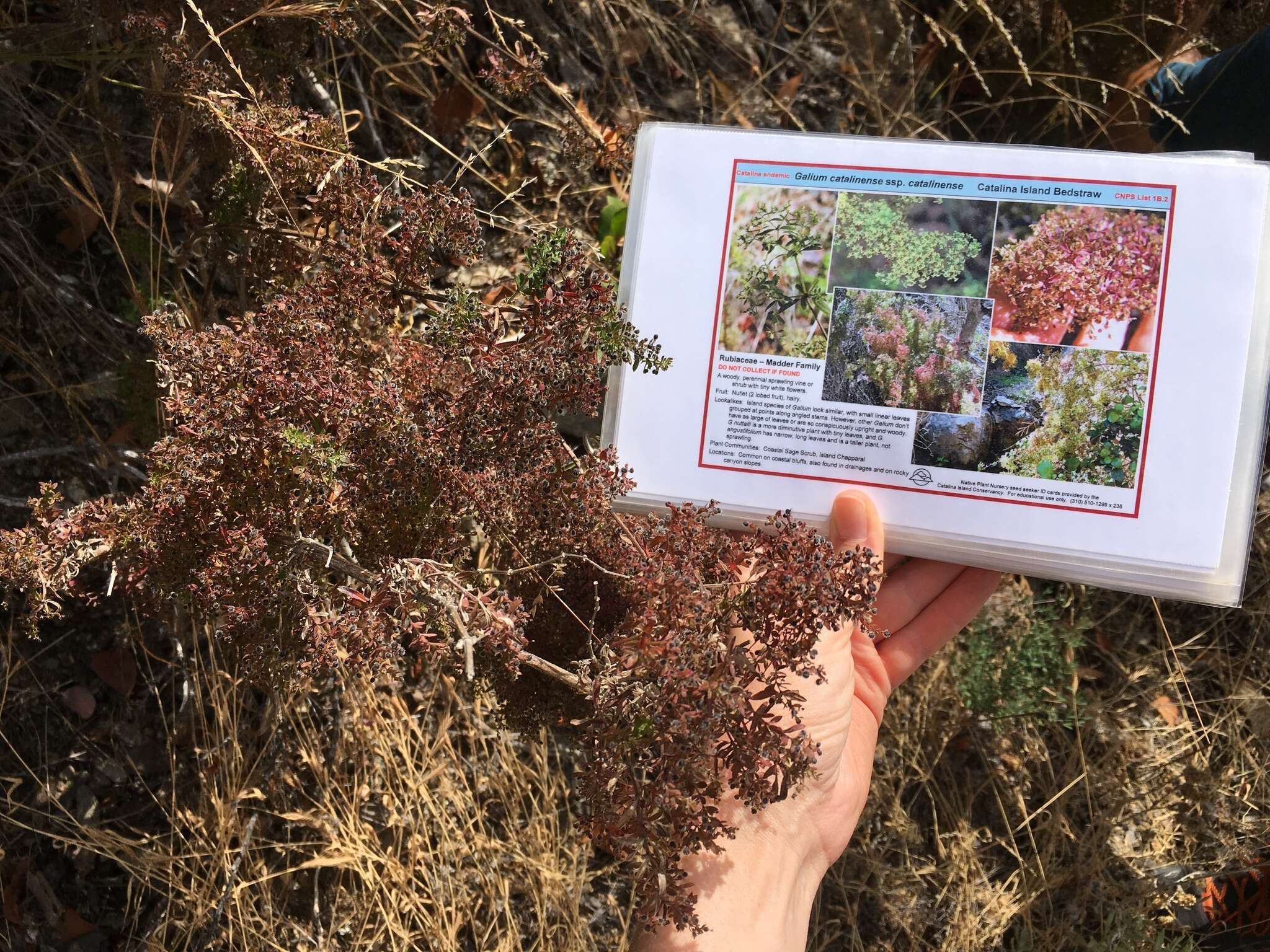 Image of Santa Catalina Island bedstraw