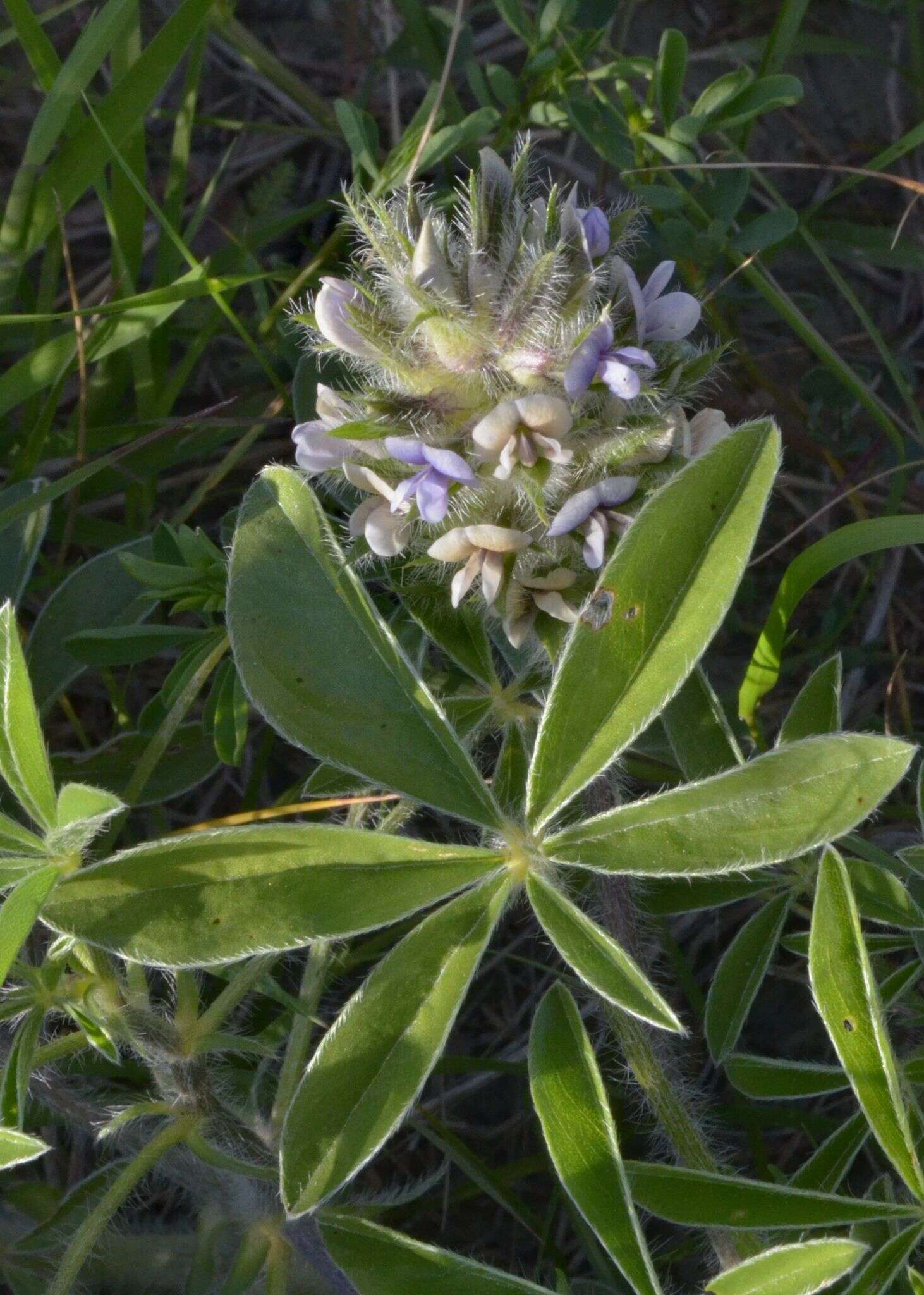 Image of large Indian breadroot