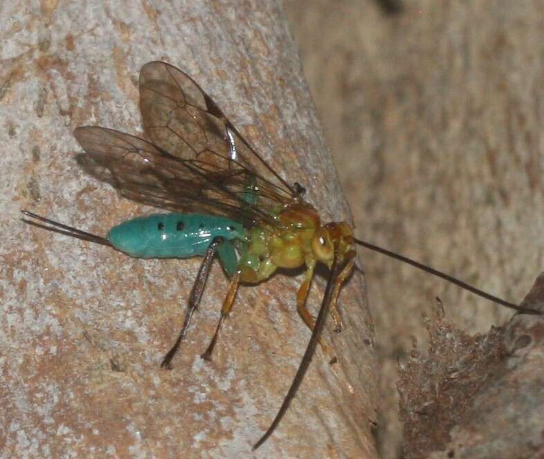 Image of Theronia maculosa Krieger 1906