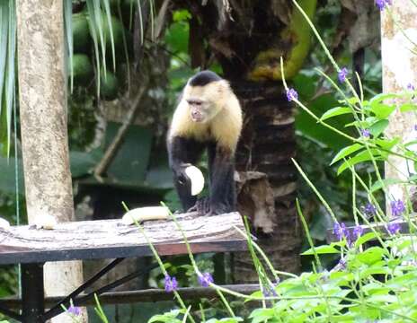 Image of white-faced capuchin