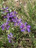 Image of Penstemon heterodoxus var. heterodoxus