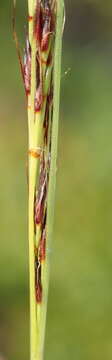 Image of Tetraria cuspidata (Rottb.) C. B. Clarke