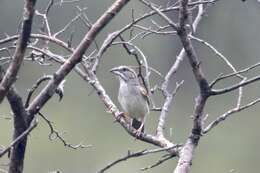 Image of Stripe-capped and Tumbes Sparrows