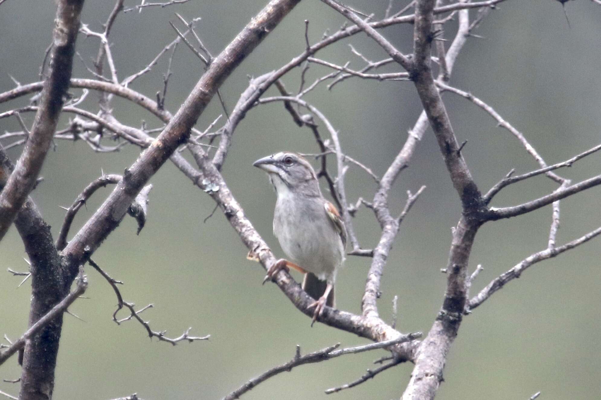 Image of Stripe-capped and Tumbes Sparrows