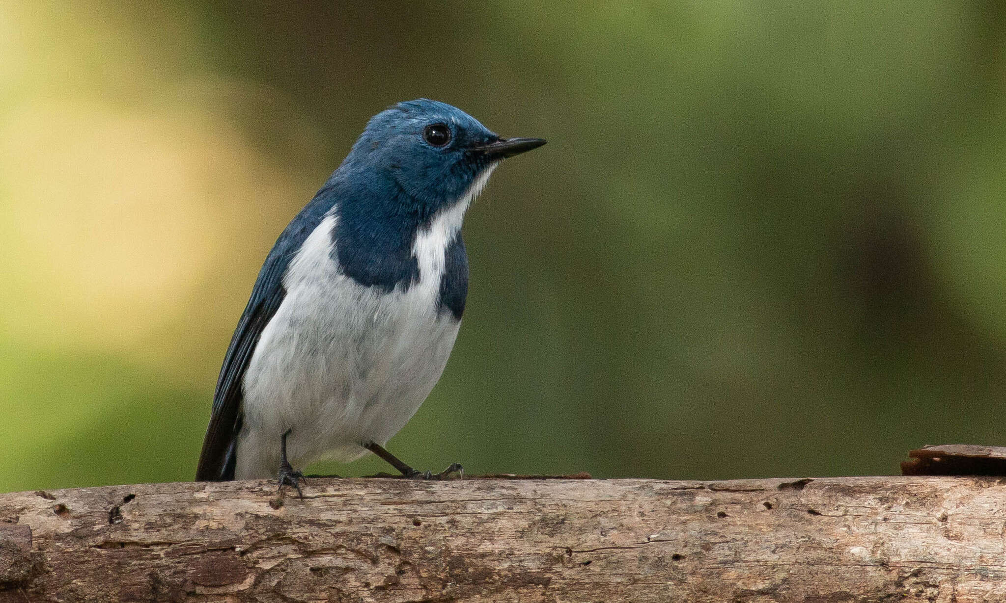 Image of Ultramarine Flycatcher