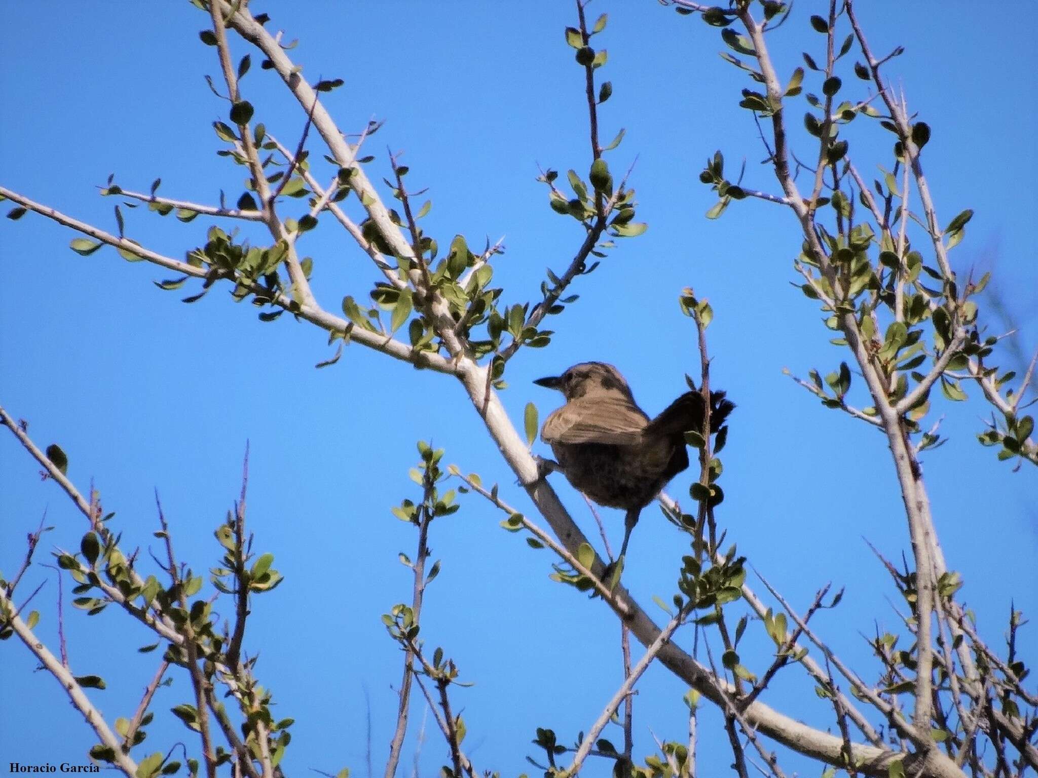 Image of White-throated Cacholote