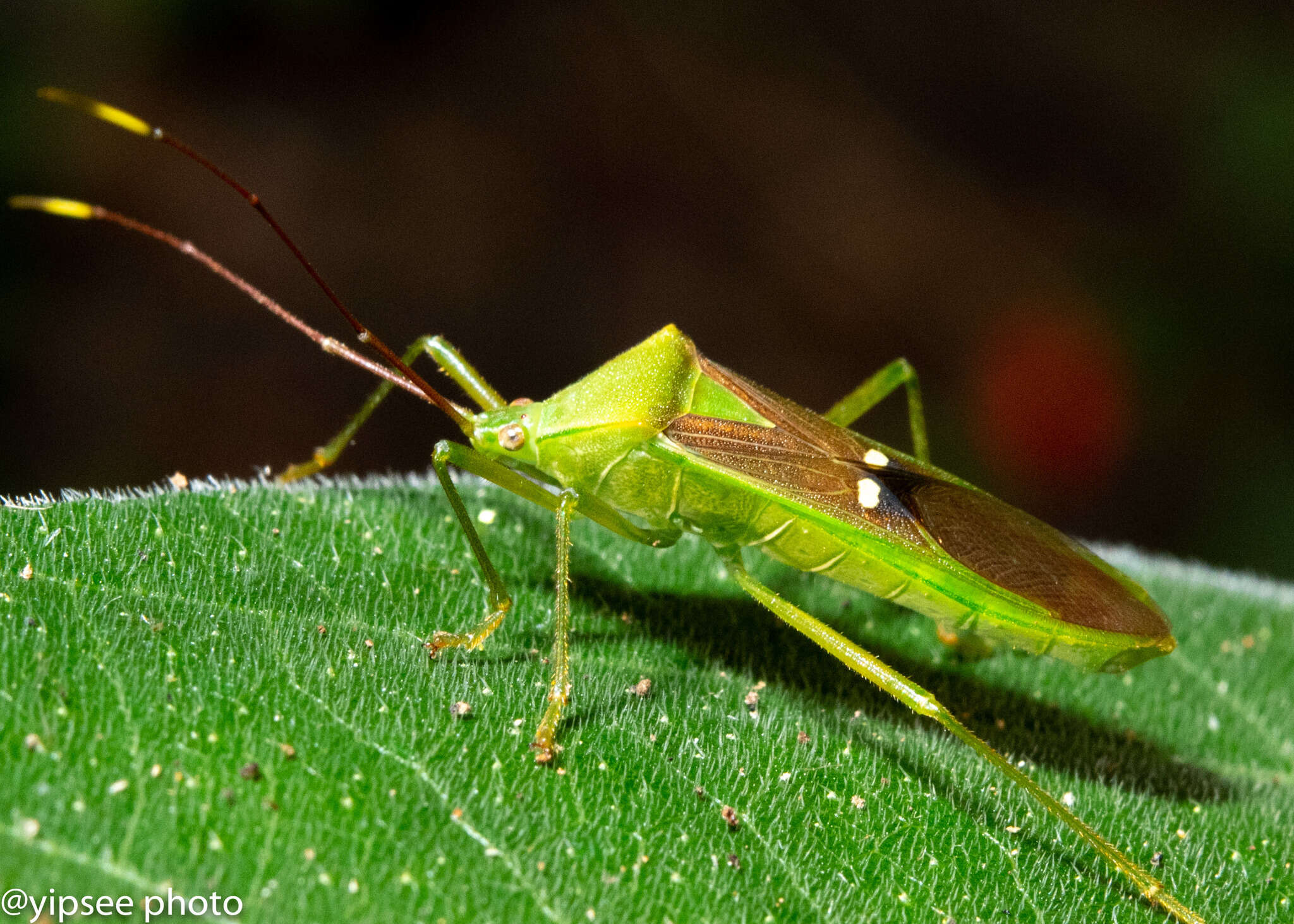 Imagem de Homoeocerus (Anacanthocoris) bipunctatus Hsiao 1962