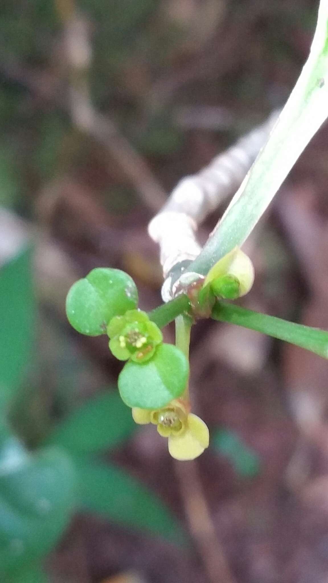 Sivun Euphorbia erythroxyloides Baker kuva