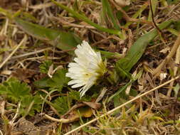 Image de Hypochaeris sessiliflora Kunth