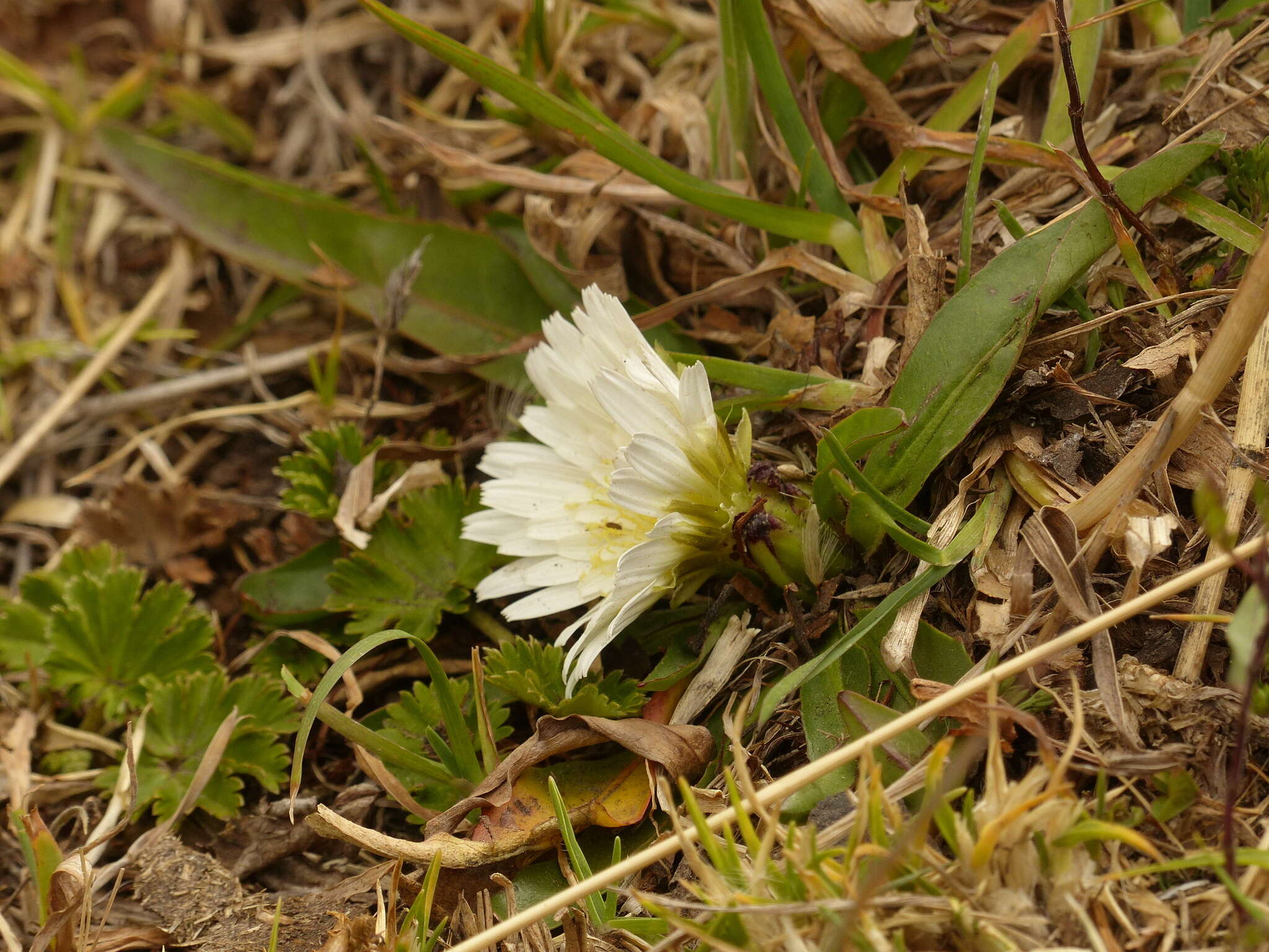 Image de Hypochaeris sessiliflora Kunth