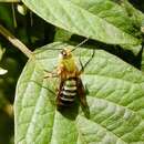 Image of Dinagapostemon sicheli (Vachal 1901)