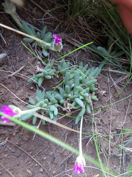 Image of Delosperma lootsbergense Lavis