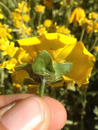 صورة Coreopsis calliopsidea (DC.) A. Gray