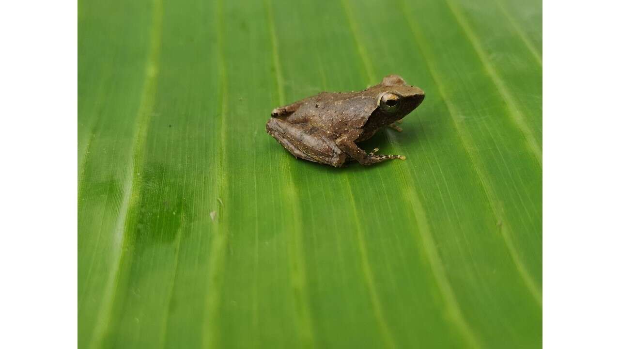 Imagem de Phrynobatrachus auritus Boulenger 1900