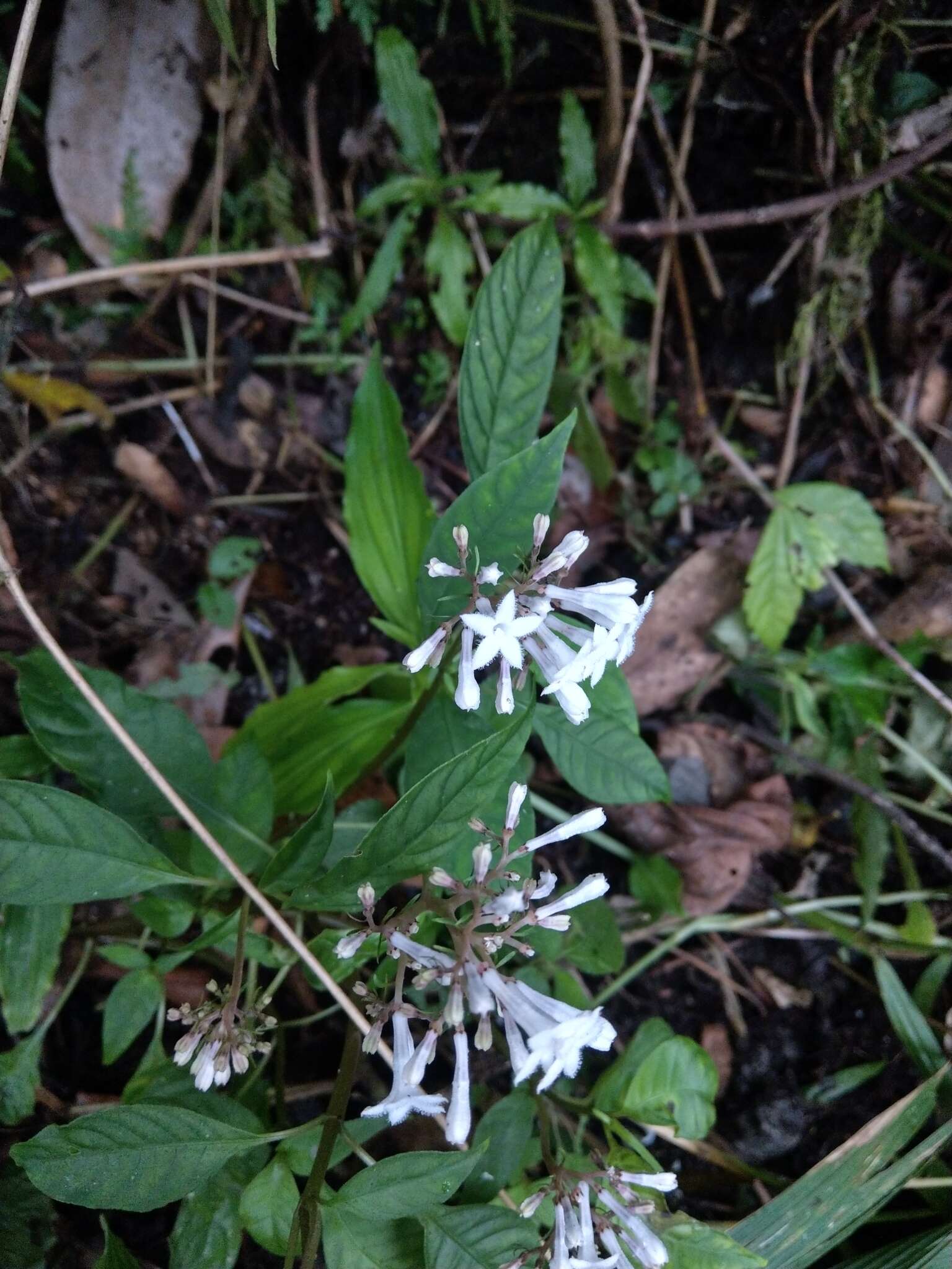 Plancia ëd Ophiorrhiza japonica Blume