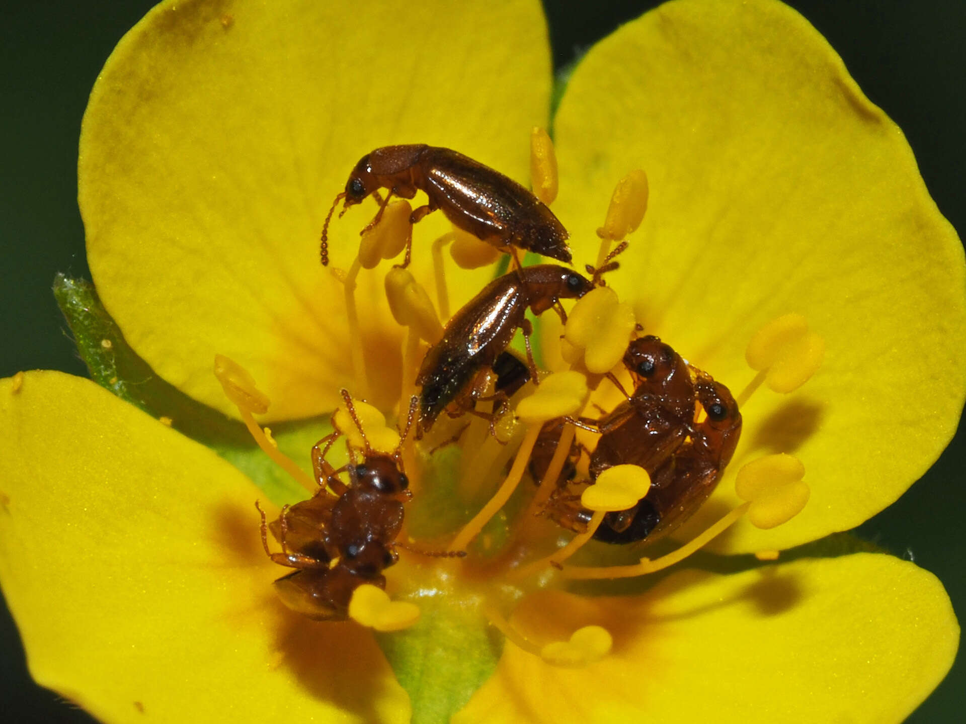 Image de Eusphalerum (Eusphalerum) pallens (Heer 1841)