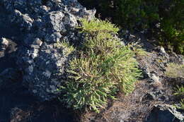 Image of Canary Island flatpod