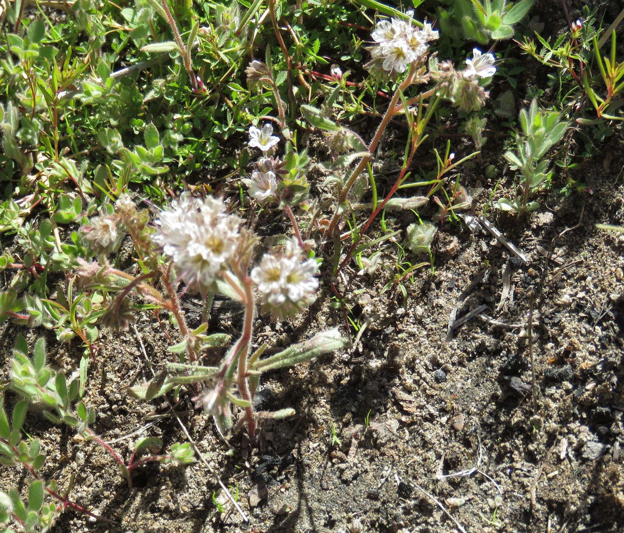 Image of Mojave phacelia