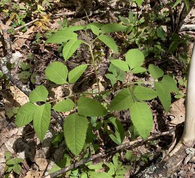 Ligusticum canadense (L.) Britt.的圖片