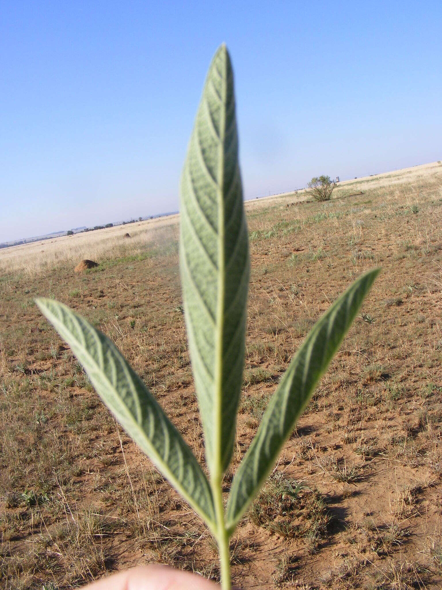 Image of Eriosema burkei Harv.