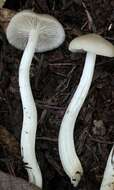 Image of Entoloma acutipes Largent 1994