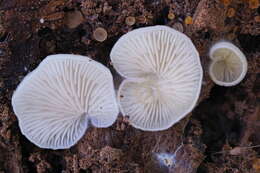 Image of Clitopilus hobsonii (Berk.) P. D. Orton 1960