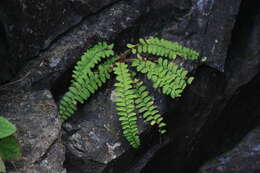 Plancia ëd Polystichum craspedosorum (Maxim.) Diels