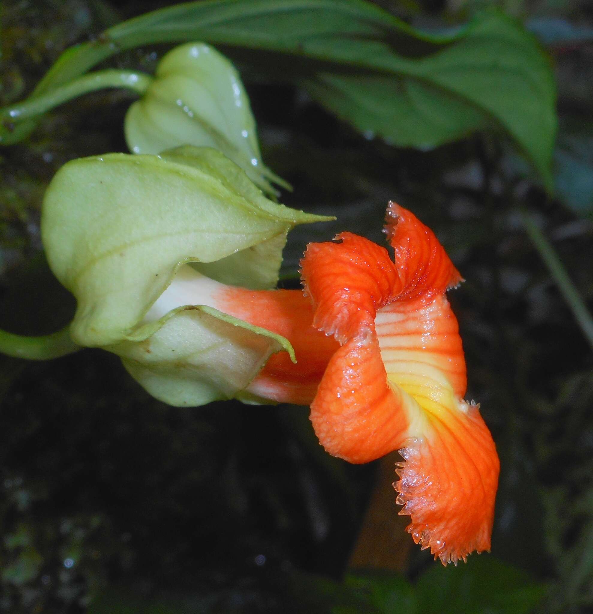 Image de Drymonia rubra C. V. Morton