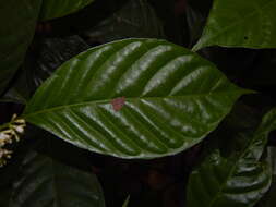 صورة Palicourea acuminata (Benth.) Borhidi