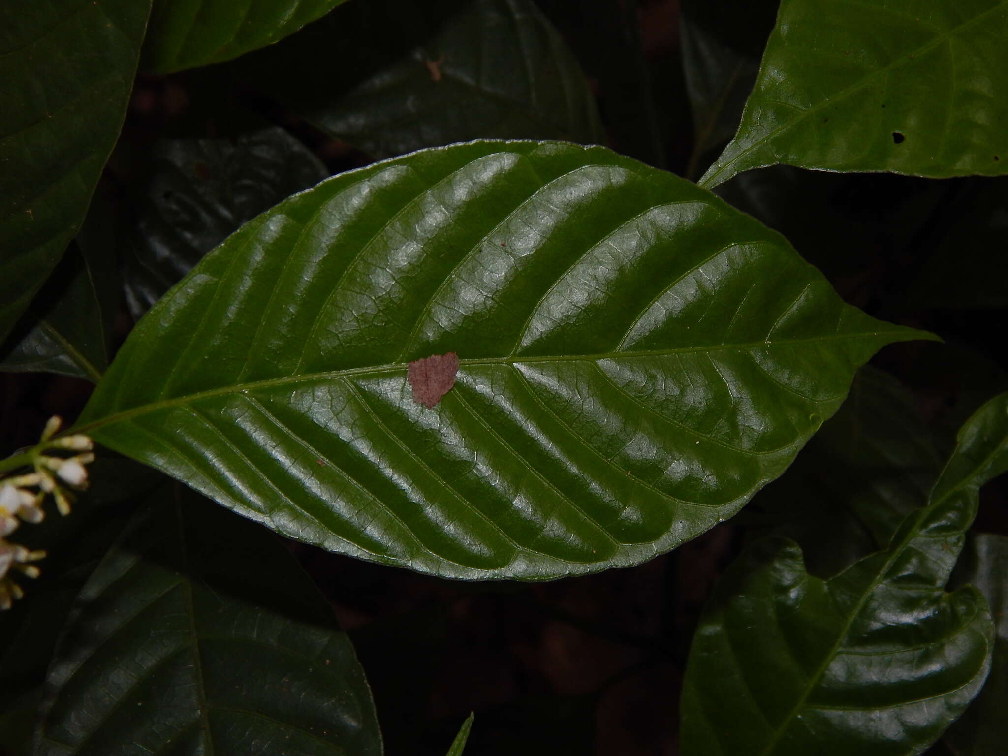 Palicourea acuminata (Benth.) Borhidi resmi