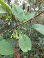 Plancia ëd Vassobia breviflora (Sendtn.) A. T. Hunziker