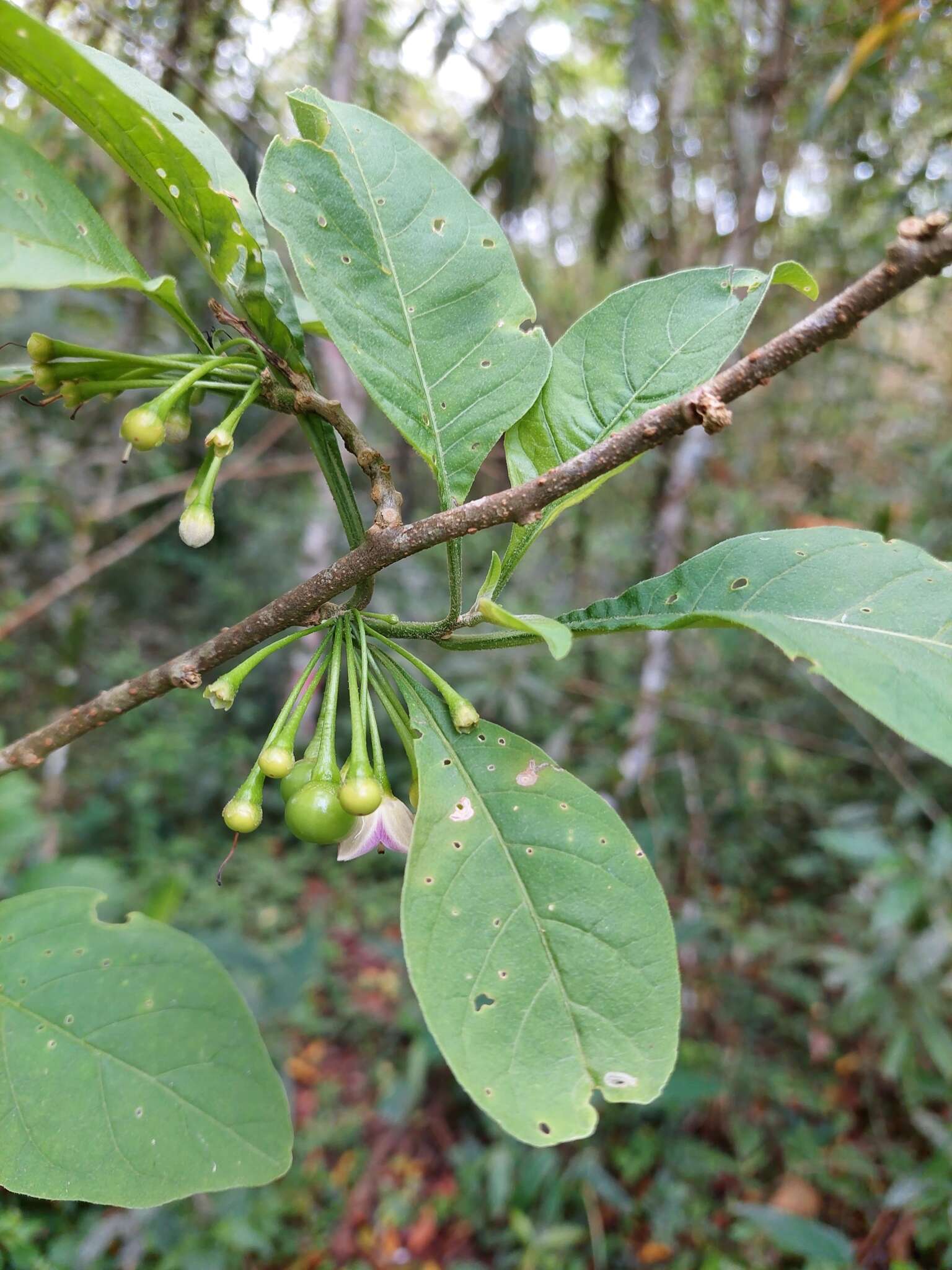 Plancia ëd Vassobia breviflora (Sendtn.) A. T. Hunziker