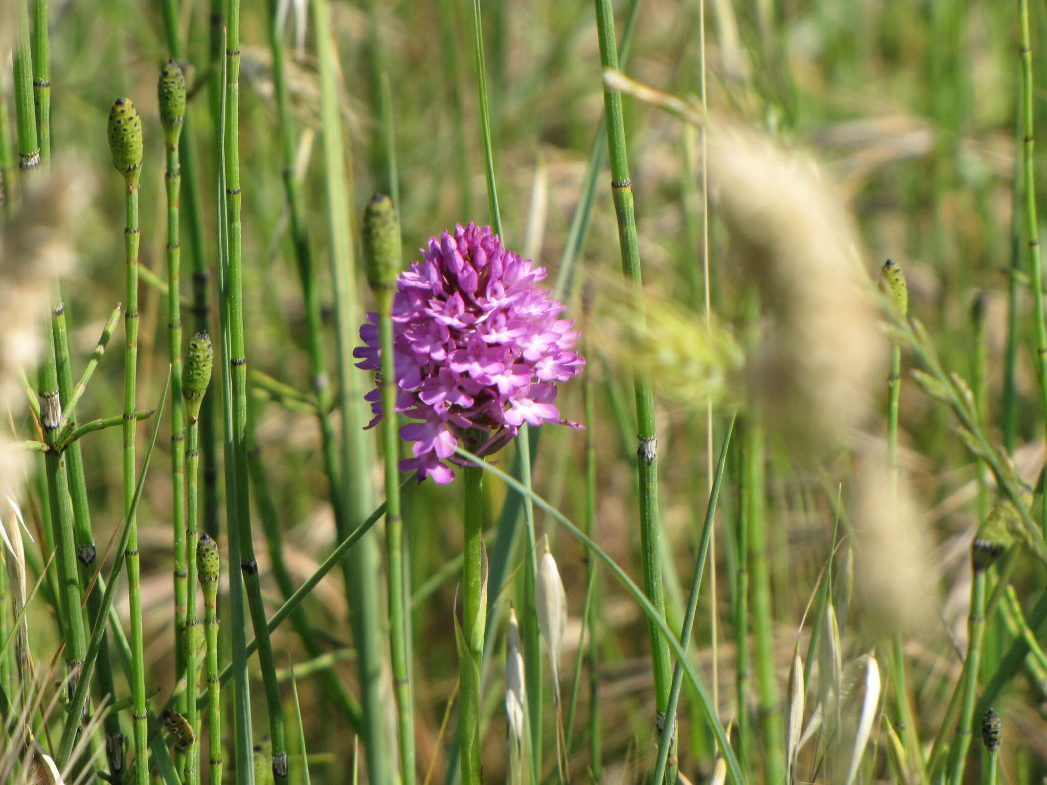 صورة Anacamptis pyramidalis (L.) Rich.