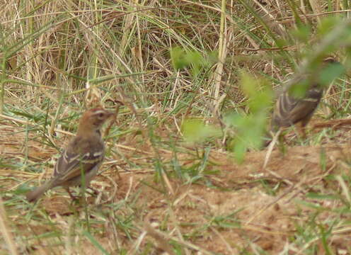 Image of Chestnut-crowned Sparrow-Weaver