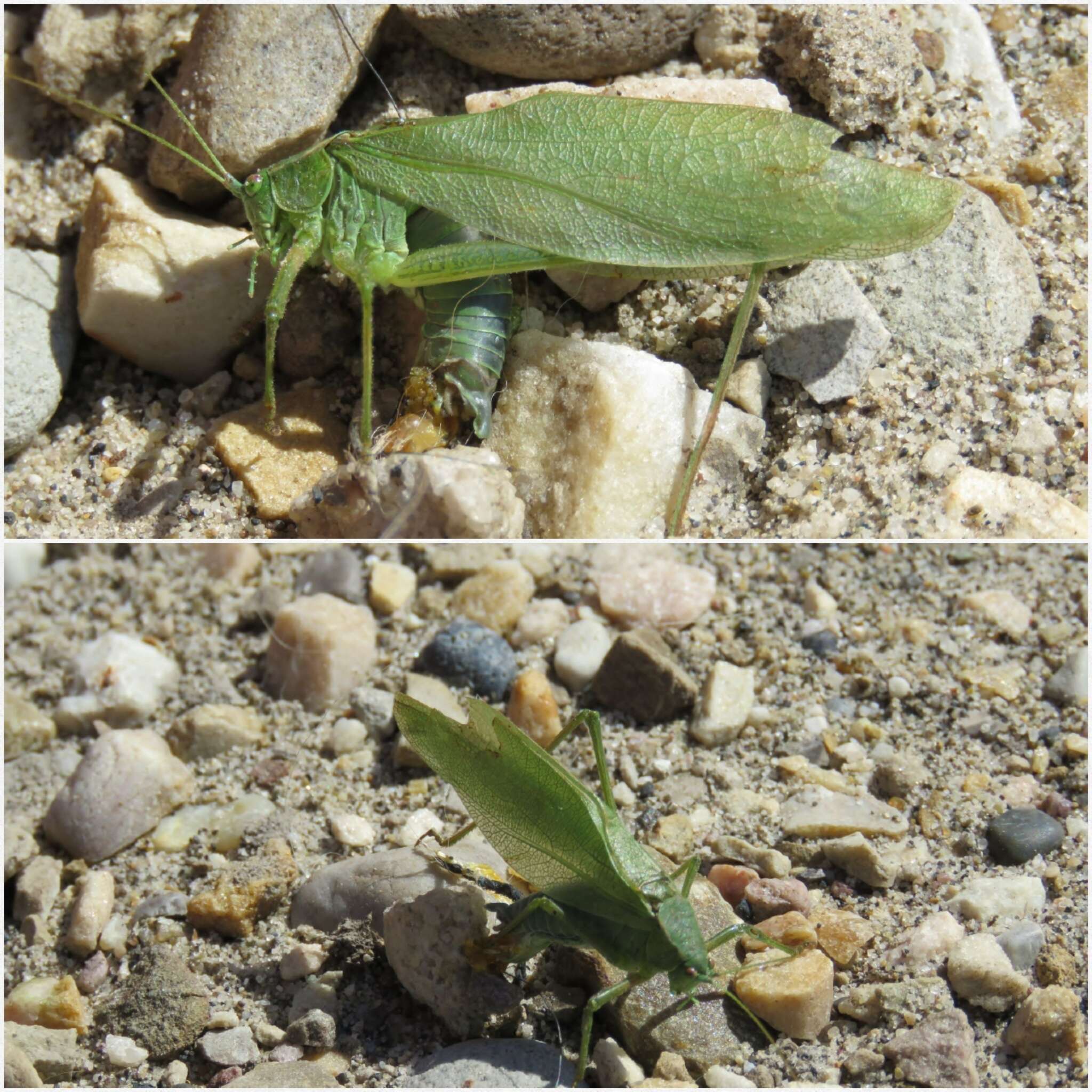 Scudderia pistillata Brunner von Wattenwyl 1878 resmi