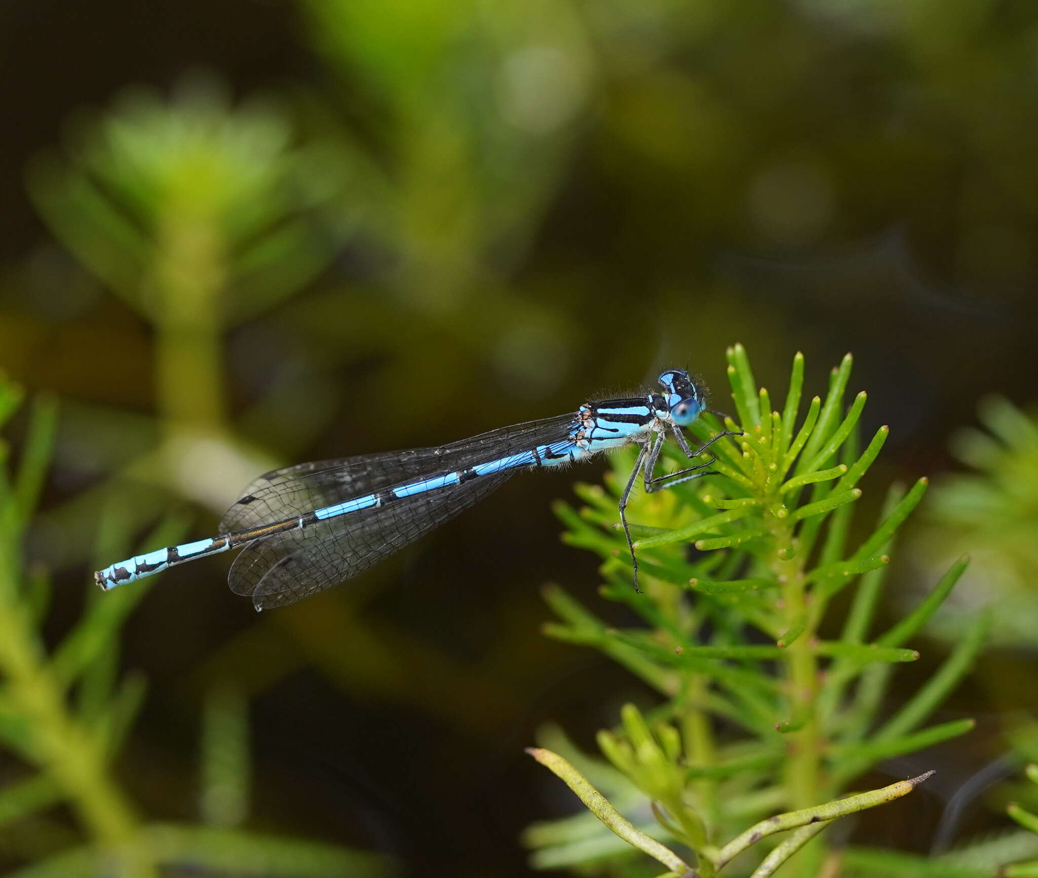 Image of Austrocoenagrion lyelli (Tillyard 1913)