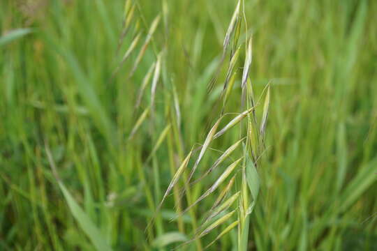 Image of Avena clauda Durieu