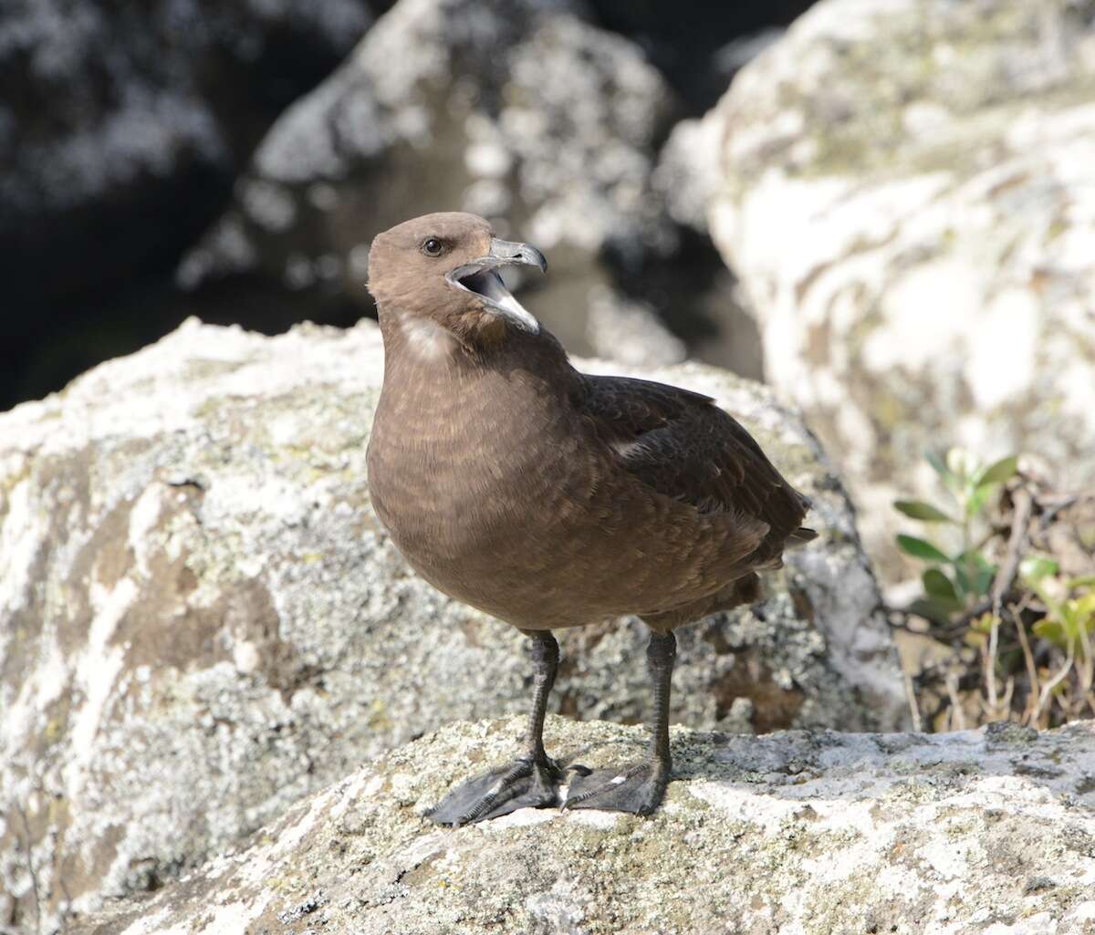 Stercorarius antarcticus lonnbergi (Mathews 1912) resmi