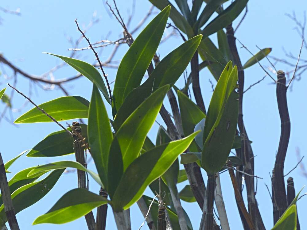 Image of Dendrobium gracilicaule var. howeanum Maiden