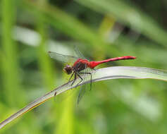 Image of Ruby Meadowhawk