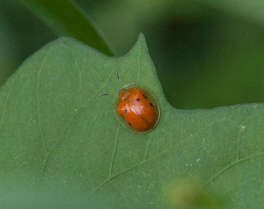 Imagem de Charidotella (Charidotella) sexpunctata (Fabricius 1781)