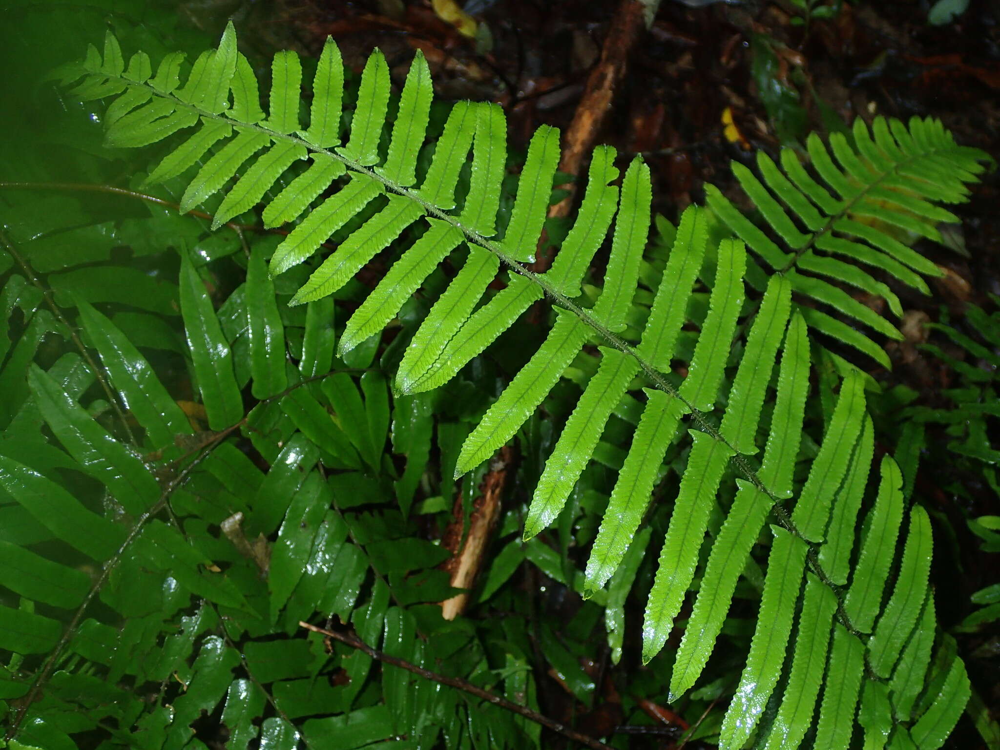 Image of Microlepia hookeriana (Wall.) C. Presl