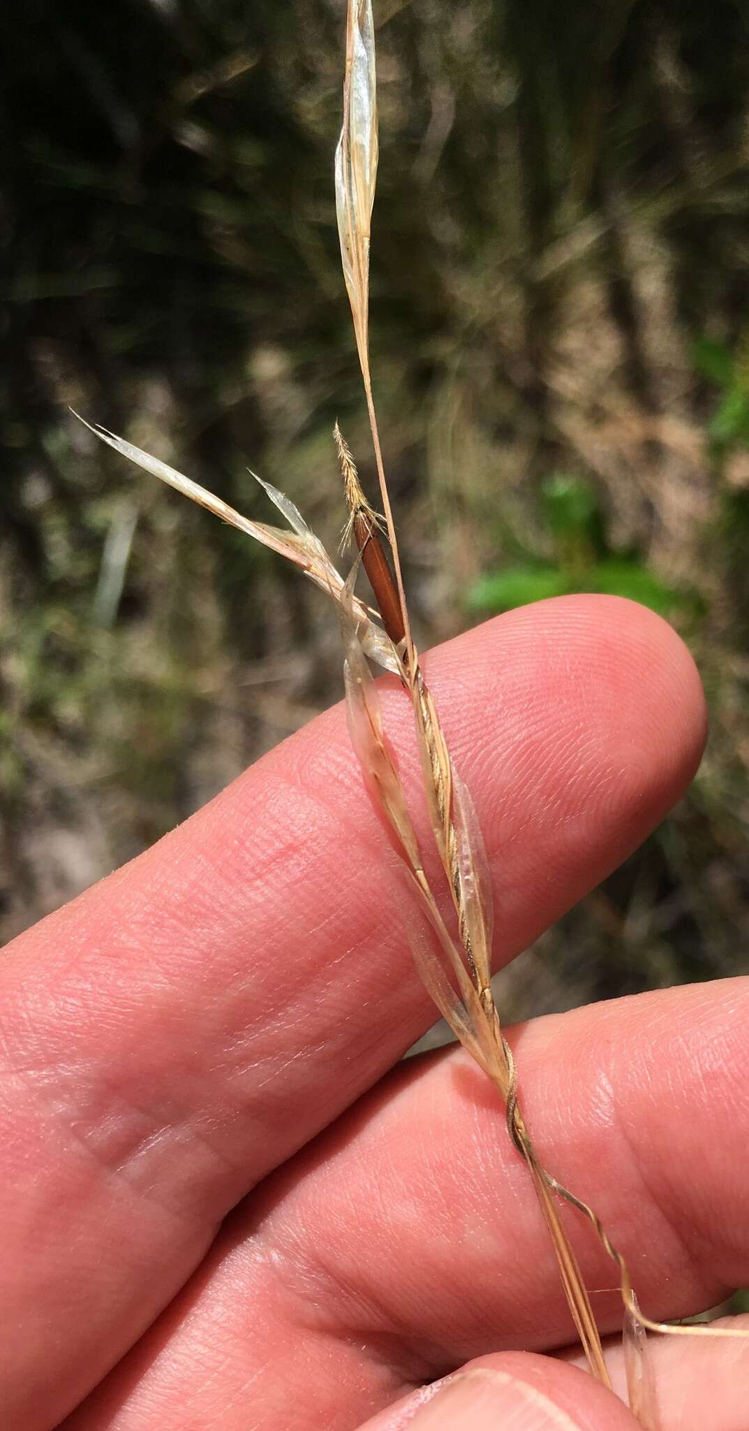 Image of Black-Seed Spear Grass