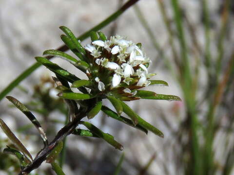 Image of Disparago laxifolia DC.