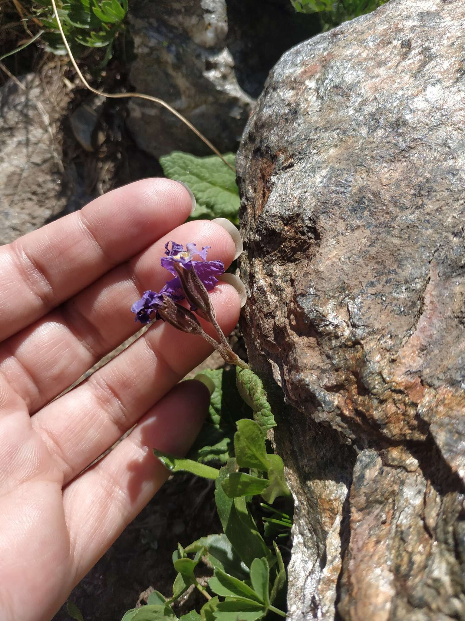 Image of Primula amoena M. Bieb.